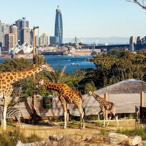 悉尼旅游特种兵,盘点必打卡的12个景点!