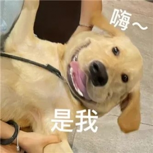 悉尼妹的狗,好大!