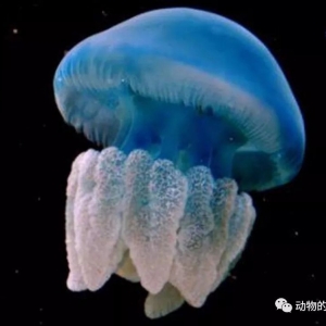 澳大利亚渔民最憎恨的海洋生物——马赛克水母,专门跟渔民过不去