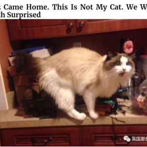 澳洲城市禁止散养家猫,要求猫全天在家…市民气炸:猫的自由呢?!