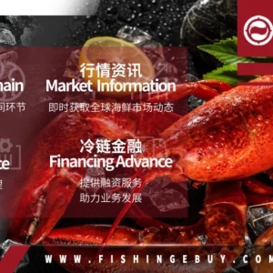 澳大利亚部长希望恢复对华的龙虾贸易!