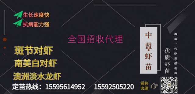 好水能养虾,养殖澳洲龙虾!惊动了云南日报和人民日报!