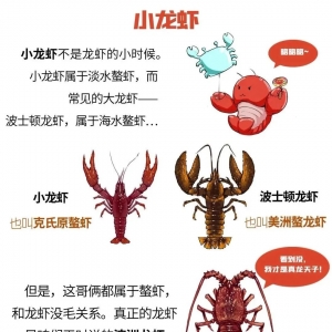 澳洲龙虾出现“偷死”,趴边,切头虫感染该如何防控 ?养殖户反馈 , 用药三天控制住