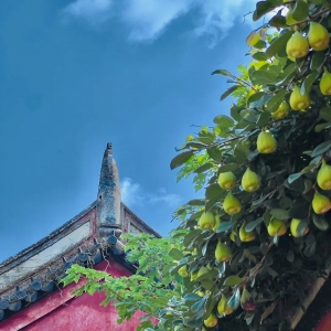 在澳大利亚      留学的优势