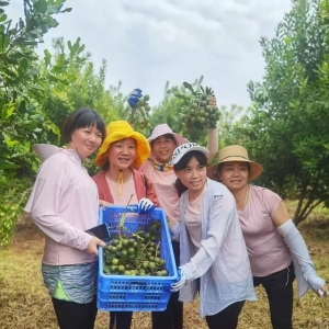 澳洲坚果在梅州首获丰收,游客体验采摘乐趣,几万斤鲜果抢购一空