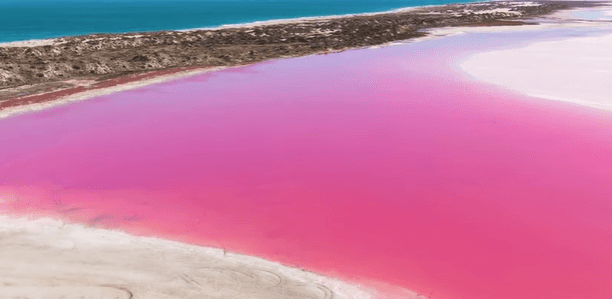 【西澳大利亚的传奇】粉红湖 Hutt Lagoon!免费吃龙虾!畅游国家公园/倾听波浪岩的传说!