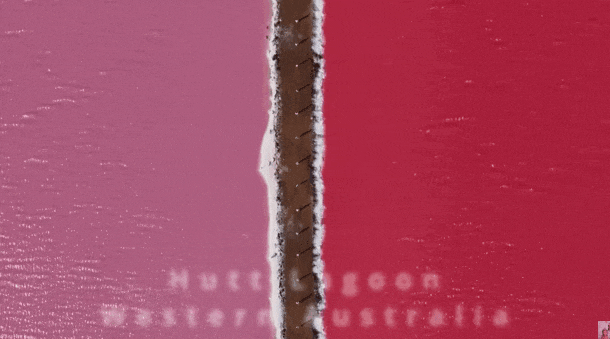 【西澳大利亚的圣歌】2024 特价团盛大开团!再现惊艳粉红湖 Hutt Lagoon!免费吃龙虾!倾听波浪岩传说!畅游国家公园!