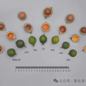 澳洲坚果营养管理技术84 - 品种选择:到底哪个品种表现优良?