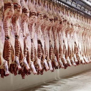 澳洲肉厂打工历劫记