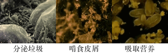 原装进口「澳洲袋鼠」杀菌、除螨、清洁、除霉四合一,有机认证超安心...