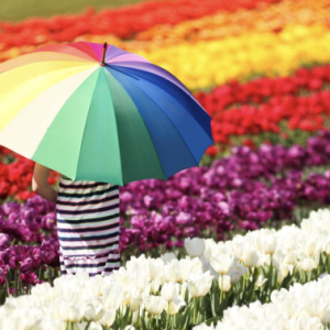 【與您出行】墨爾本Tesselaar Tulip Festival鬱金香節