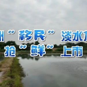 澳洲“移民”淡水龙虾抢“鲜”上市