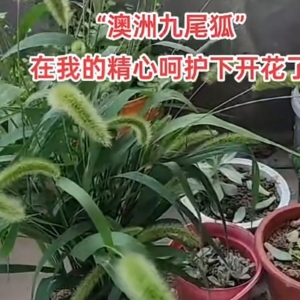 一女子网购“澳洲九尾狐”养至开花,老公惊呼:狗尾巴草