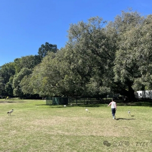 布里斯班必游之皇家植物园