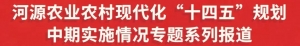 田里“种”出澳洲蓝龙,连平忠信稻虾共养示范基地首获丰收