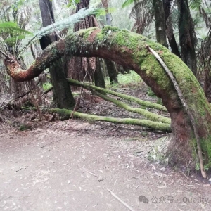 在澳洲,建房子