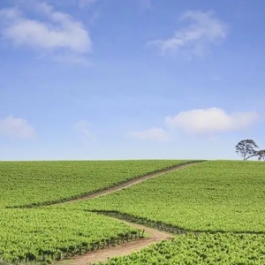 葡萄酒产区知识:澳大利亚克莱尔山谷(Clare Valley )产区