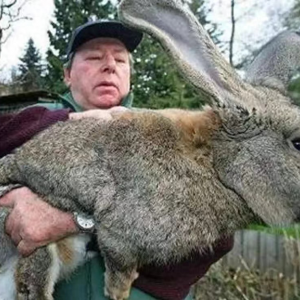 澳大利亚野兔成灾,体重百斤却无人食用,当地人给出答案:不敢吃