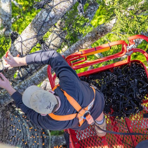 震撼!澳洲民宅后院点亮巨大圣诞树,高45米,看呆路人...