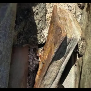 澳洲挖出3亿年前神秘遗迹,西方考古界沉默了,真相令人难以置信