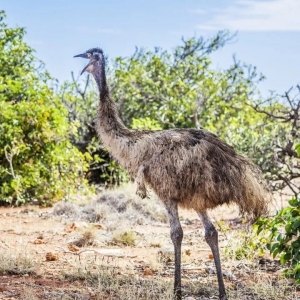 澳洲鸵鸟的环境适应性