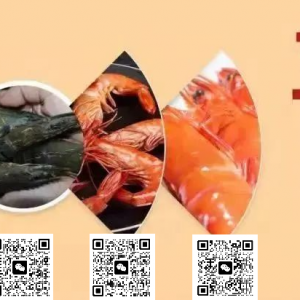 澳洲龙虾解禁重返中国市场,价格难回高峰仍迎销售热潮!