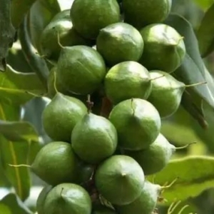 澳洲坚果油 | 皮肤的保护伞