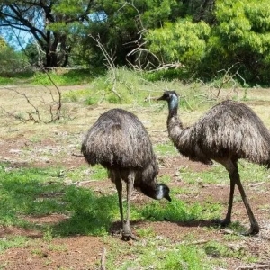 澳洲鸵鸟的求偶交配