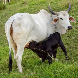 澳洲和牛,澳洲和牛和日本和牛