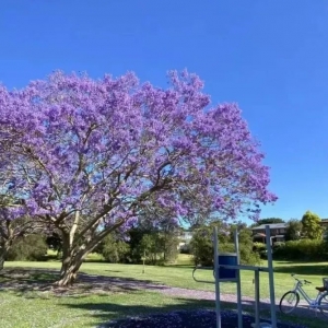 中国人在澳大利亚的真实感受