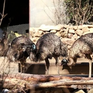 养殖澳洲鸵鸟的特点