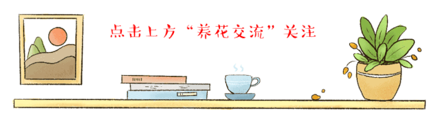 花朵清香的澳洲石斛,简单好养的新手兰花