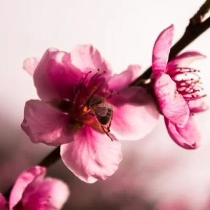 西麦澳洲燕麦片评测:不同款式对比及常见问题解答