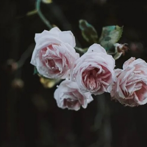 澳大利亚本科留学全解析 申请条件 费用 院校及常见问题