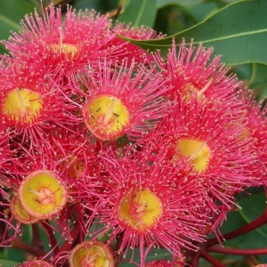 澳大利亚国花,澳大利亚国花国鸟