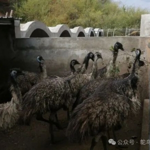 澳洲鸵鸟养殖方法