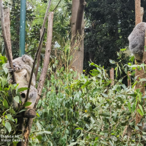 澳洲的动物天堂