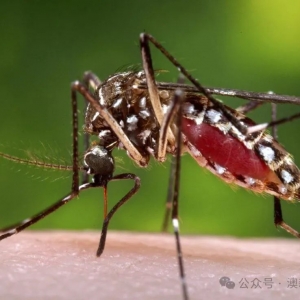 澳洲蚊子肆虐!致命病毒高发季,防护不当或危及生命!