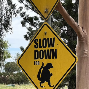 澳洲奇怪路标看懵司机,这到底是啥?背后故事太吓人...