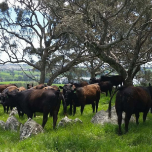 澳大利亚和牛交易网络(九)