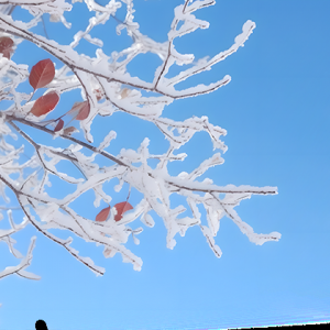 澳洲父母移民签证:漫长等待与审理机制问题