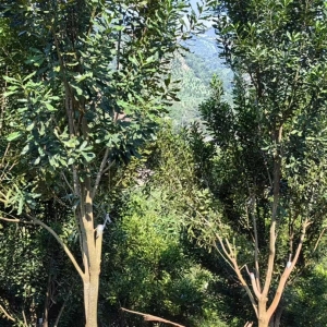 澳洲坚果良种配置原则