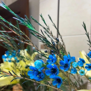 澳洲蜡梅并非蜡梅,也非梅花!