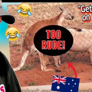 澳大利亚为什么有这么多骚猪???