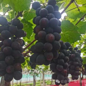 澳洲甜王葡萄品种介绍