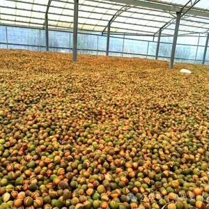 澳洲坚果种植关键技术33- 产业现状:极致的利他,才是最好的利己