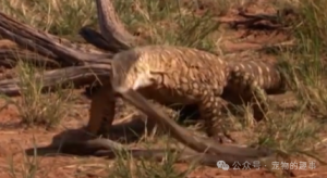 剧毒蛇的天敌,澳洲巨型蜥蜴,吃毒蛇就是吃辣条