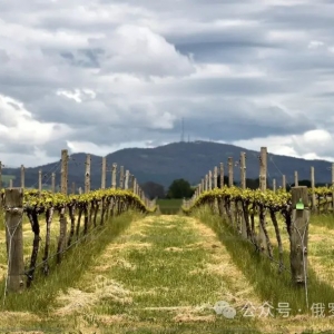 专家:澳大利亚今天的好日子更多应归功于中国,而不是西方伙伴