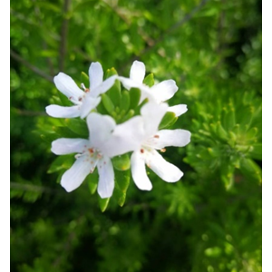 澳洲花语(导言及1-5)