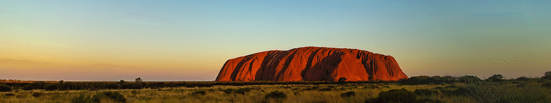 这不是迎春花,是澳大利亚的国花＂金合欢＂
